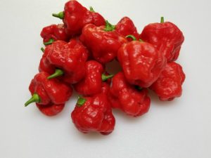 Aji Cachucha Pepper 10  Seeds