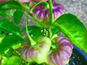 Aji Cachucha Purple Splotched Seeds
