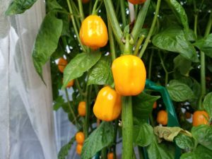 Aji Dulce Yellow Pepper  Seeds