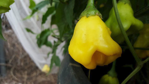 Aji Fantasy Pepper Seeds
