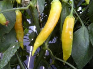 Aji Golden Chile Seeds