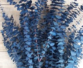 Baby Blue Eucalyptus Tree 10+ Seeds