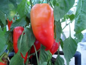 Bacskai Feher Pepper Seeds