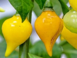 Binquinho Yellow Pepper 10  Seeds
