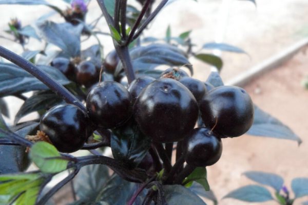 Black_Pearl_1