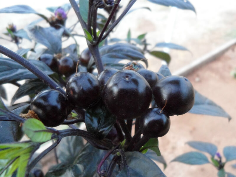 Black_Pearl_1