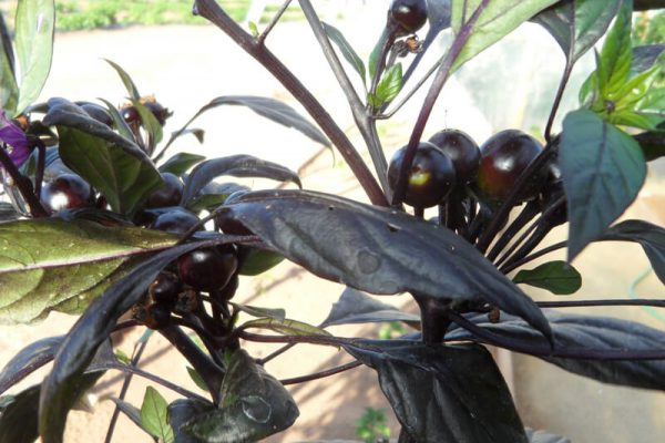 Black_Pearl_2