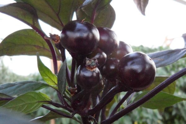 Black_Pearl_4