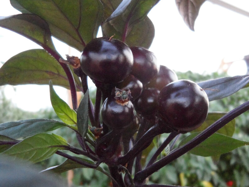Black_Pearl_4