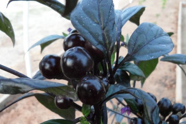 Black_Pearl_5