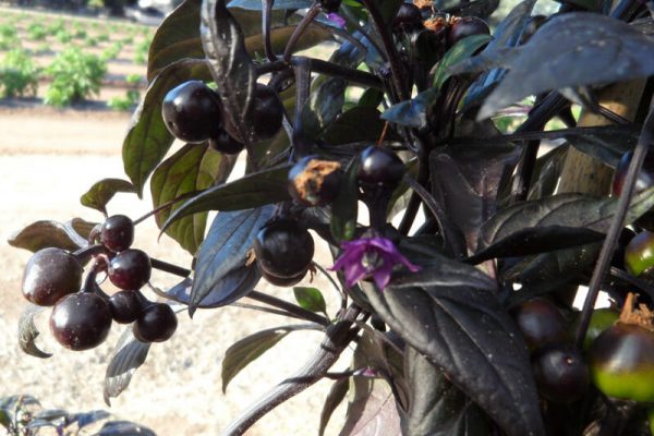 Black_Pearl_6