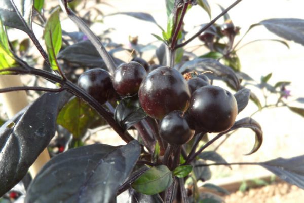 Black_Pearl_8