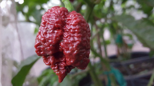 Borg 9 Chocolate Chile 10 Seeds