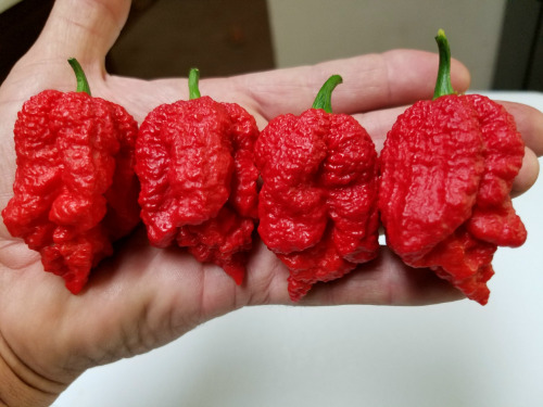 Borg 9 red Chile Seeds