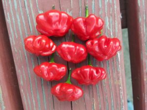 Brazilian Starfish Chile Seeds