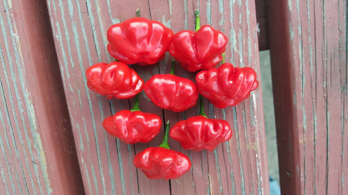 Brazilian Starfish Chile Seeds