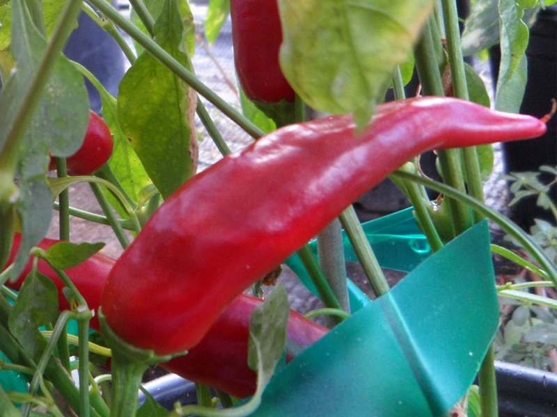 Chile_de_Agua_1