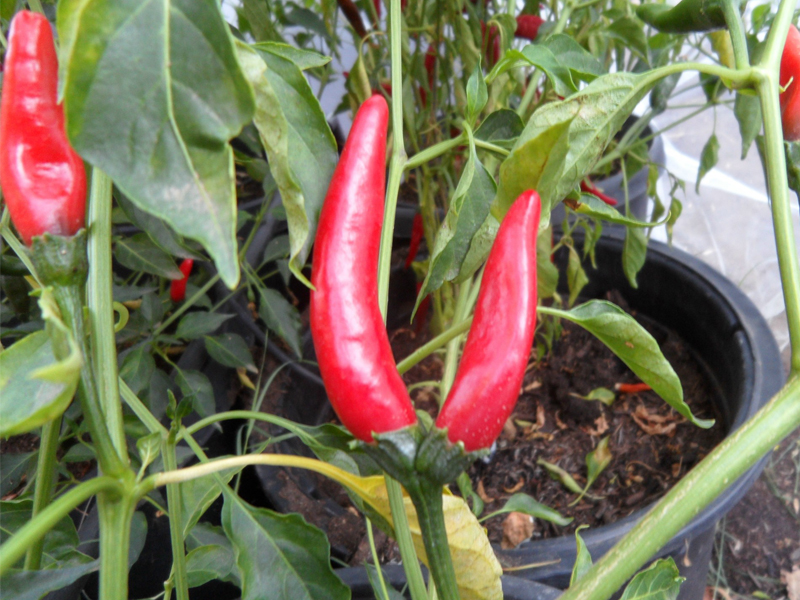 Chile_de_Cambray_1