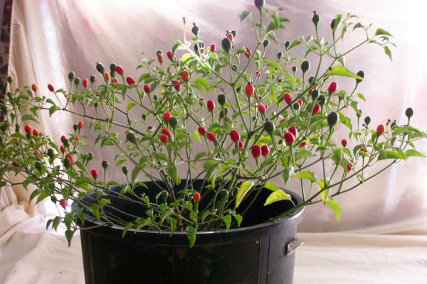 Chiltepin_1