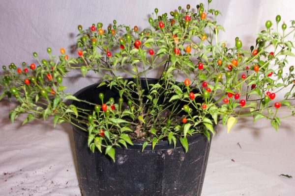 Chiltepin_2