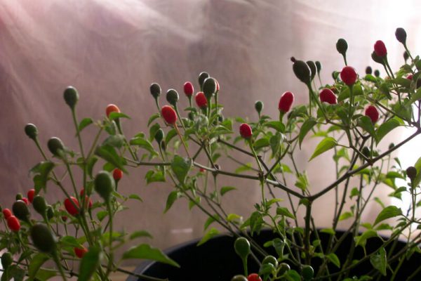 Chiltepin_3