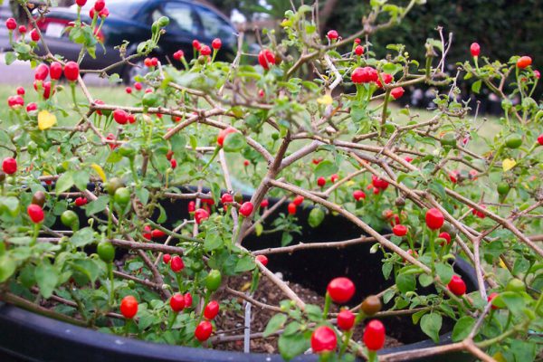 Chiltepin_4