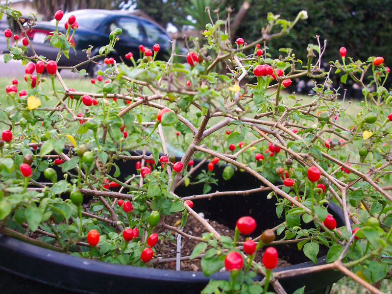 Chiltepin_4