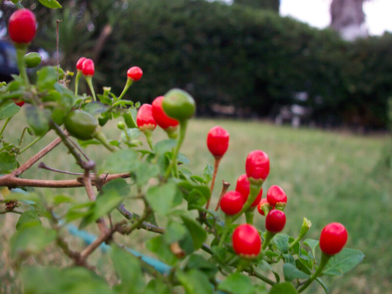 Chiltepin_5