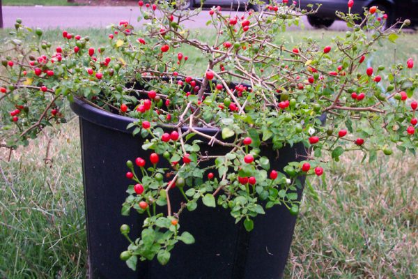 Chiltepin_6