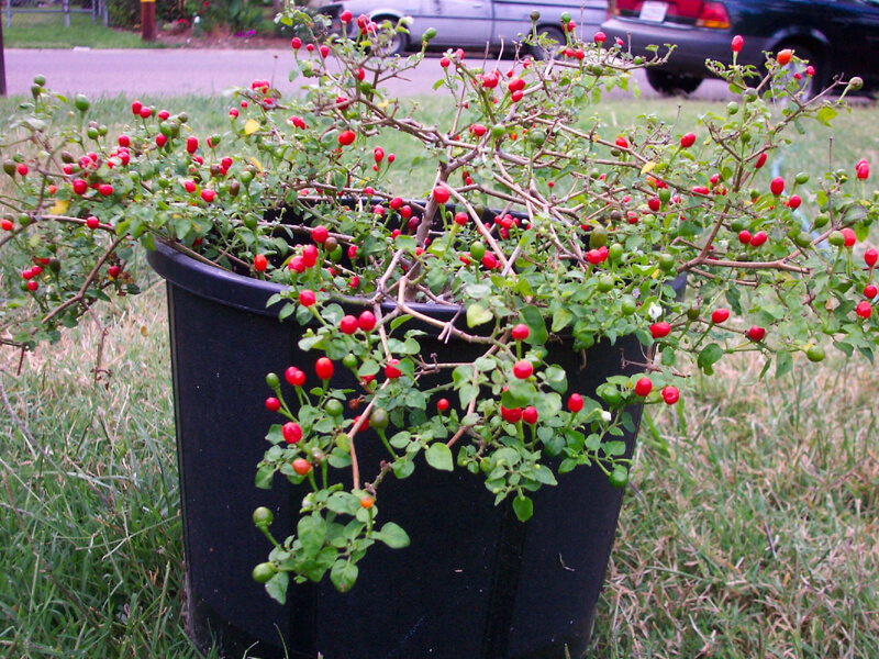 Chiltepin_6