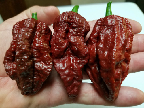 Chocolat bhutlah marron foncé Hot Chili Pepper Seeds 10 Pcs World's Hottest!