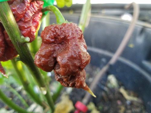 Chocolate Reaper Chile Plants