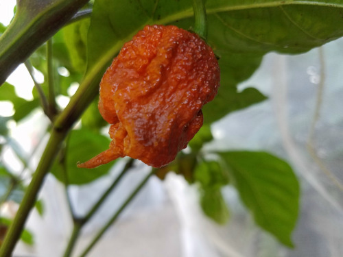 thumbnail image 2 of 15 Seeds Chocolate Devil's Brain Pepper - Super Rare, Extreme Heat, Great For Powder - BmoreSpicy.com 2 of 6