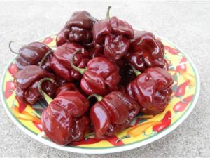 Chocolate Scotch Bonnet Chile Plants