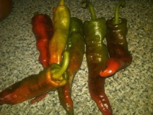 Choricero Pepper Seeds