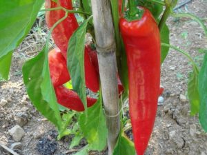 Corno Di Toro Red Pepper