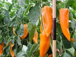 Corno Di Toro Yellow Pepper