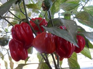 Criolla de Cocina Pepper seeds