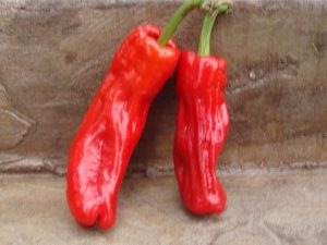 Cristal Pepper Seeds