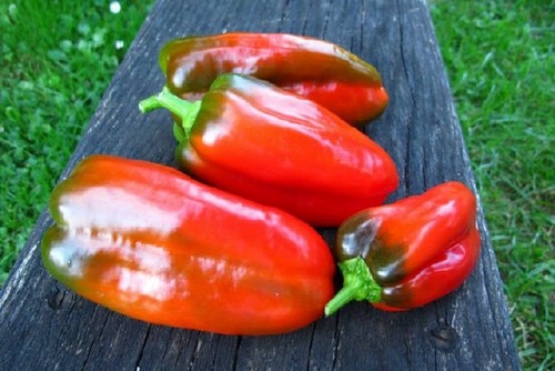 Doux d' Espagne Pepper Seeds
