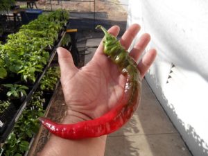 Doux des Landes Pepper Seeds