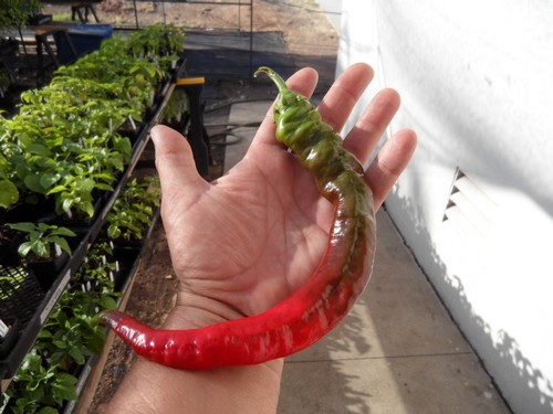 Doux des Landes Pepper Seeds