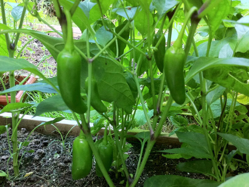 Early_Jalapeno