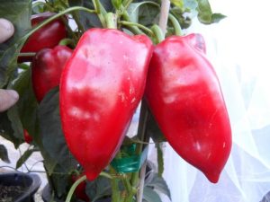 Elephant Ears Pepper Seeds