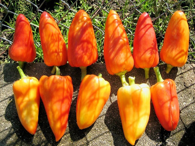 Feher_Ozon_Paprika