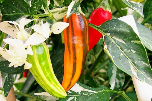 thumbnail image 2 of Fish Pepper Seeds – Heirloom Organic Rare – Hot Pepper – MurraySeedCo 2 of 4