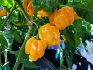 Frontera Sweet Pepper Seeds