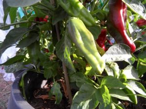 Gernika Pepper Seeds