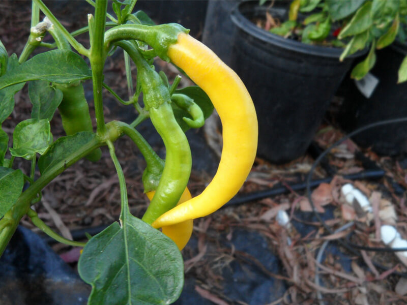 Golden_Cayenne_4