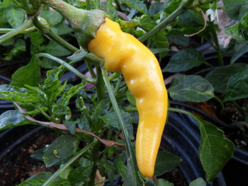 Golden_Cayenne_5